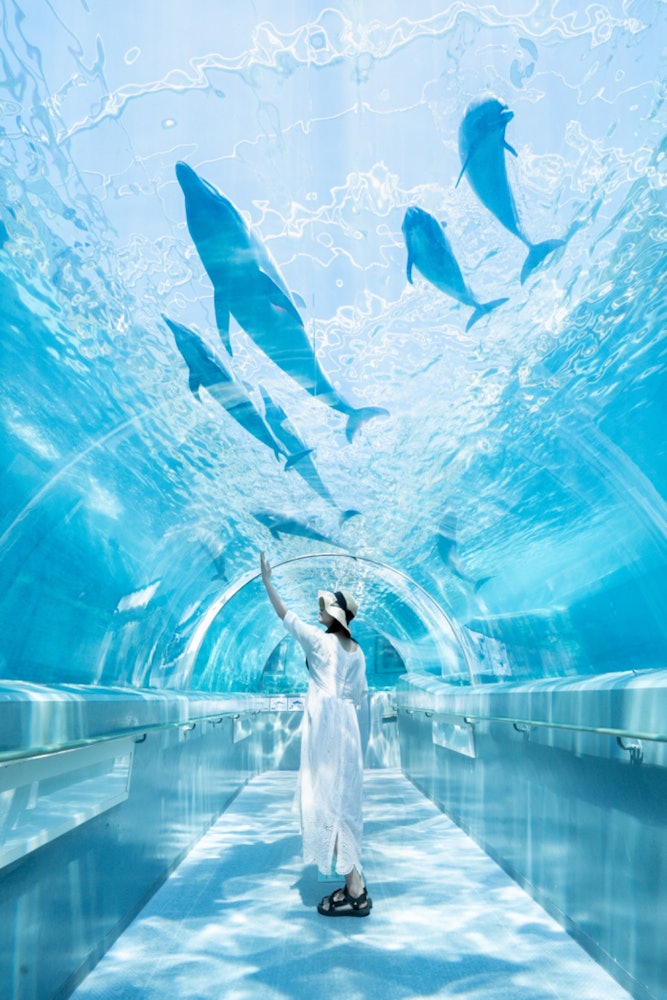 [画像1]和歌山県、太地町立くじらの博物館。ここにはイルカが泳ぐトンネルがあり、自由に楽しそうに泳ぐイルカを真下から見る事ができます。晴れた日は上から光が降り注ぎ、水の揺らぎがとても美しく見えます。
