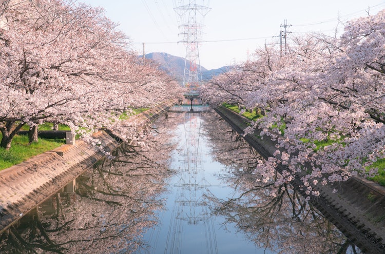 [相片1]兵库县高砂市鹿岛川上的塔架和樱花虽然不是很有名，但这里有一条相当长的路上有樱花，很多人来这里参观 😀