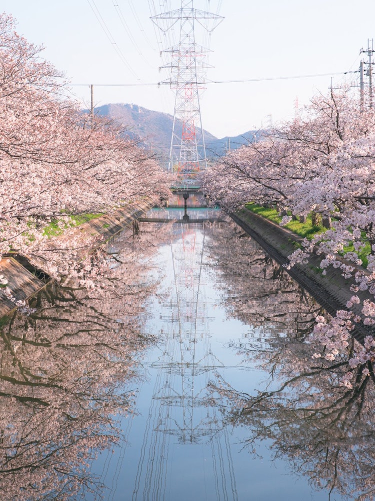 [画像1]兵庫県高砂市にある鹿島川の鉄塔と桜あまり有名ではありませんが、ここもかなり長い道に桜がありたくさんの人が訪れます😀