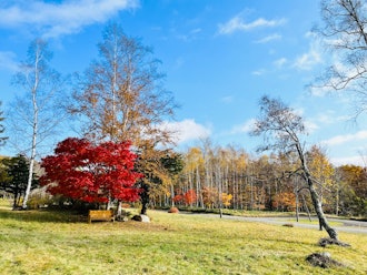 [画像1]狩勝高原園地で花壇整備の作業をしています。 狩勝高原園地はそろそろ秋の終わりを告げる真っ赤な紅葉🍁が1本づつ誇らしげに佇んでいます。