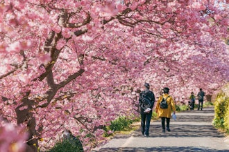 [이미지1][제26회 미나미 벚꽃과 유채꽃 축제]미나미 벚꽃과 유채꽃 축제는 2월 1일~3월 10일에 개최됩니다.미나미 이즈 쵸는 아오노 강을 따라 사랑의 벚꽃 색으로 가득합니다.가장 보기 