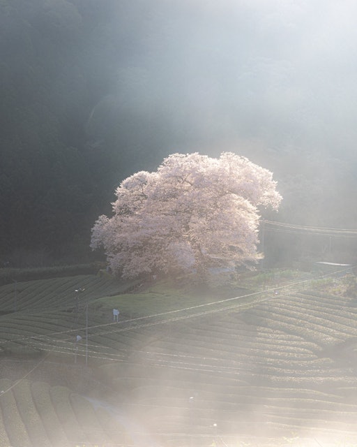 [画像1]静岡県島田市の牛代の水目桜茶畑の中に凛として立つエドヒガンサクラは朝陽とともに暗闇から浮かび上がる姿がとても幻想的です