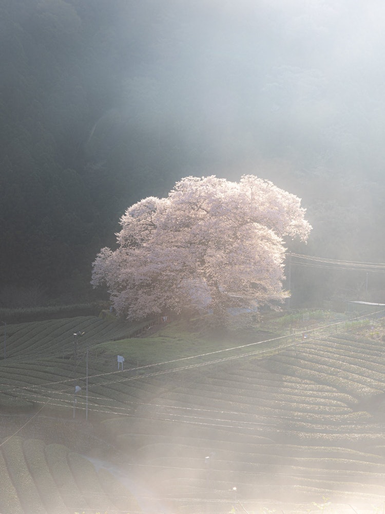 [Image1]Mizume cherry blossoms of Ushidai in Shimada City, Shizuoka PrefectureEdohigan Sakura standing digni