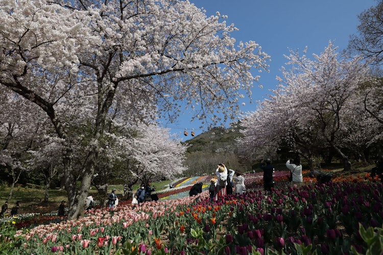 [相片1]山口縣下關市火山山腳下的土耳其鬱金香花園一片盛開的櫻花和鬱金香與兩艘貢朵拉相結合。只是“去年寄宿了很多人。”對不起。