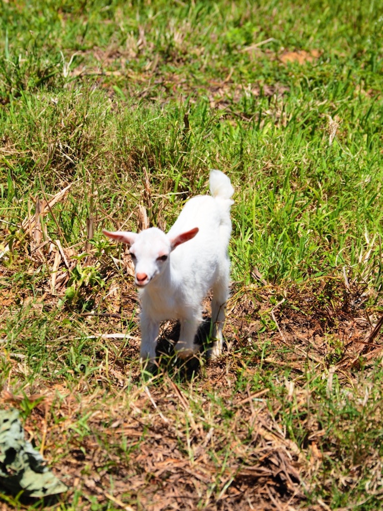 [相片1]康復。 小濱島小山羊友好我咀嚼褲子，因為我想我可以吃它們。