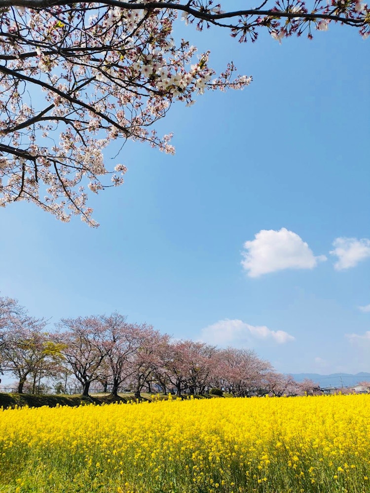 [Image1]Nara It is the cherry blossoms and rape blossoms of the Fujiwara-no-miya ruins.You can enjoy two bea