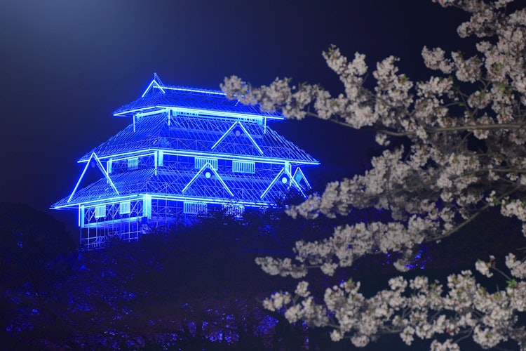 [相片1]在福冈城郭樱花节上。 今年，一座虚拟的福冈城郭塔建成并点✨🏯✨亮我能够拍到美丽的夜晚樱花和凉爽的日本风景！