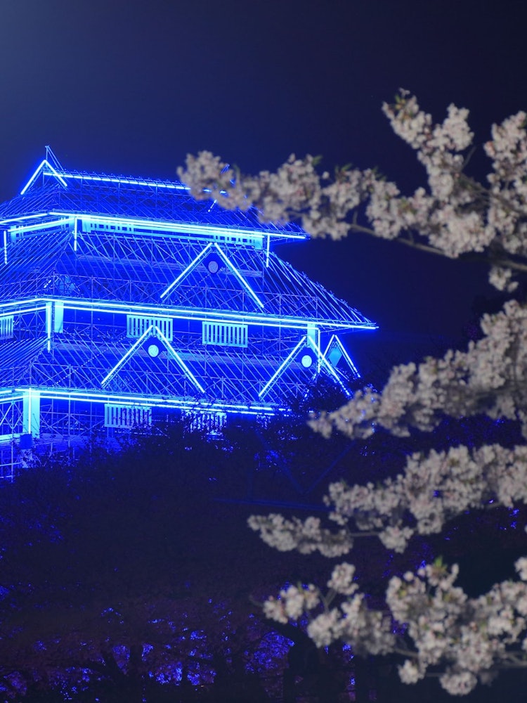 [相片1]在福岡城郭櫻花節上。 今年，一座虛擬的福岡城郭塔建成並點✨🏯✨亮我能夠拍到美麗的夜晚櫻花和涼爽的日本風景！