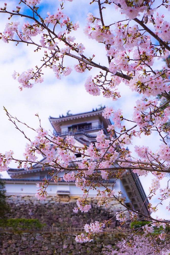 [相片1]今天的高知城 ✨樱花几乎盛开 🌸 过了很久，石阶令人叹为观止😅。看来😊看它的最佳时间会持续一段时间