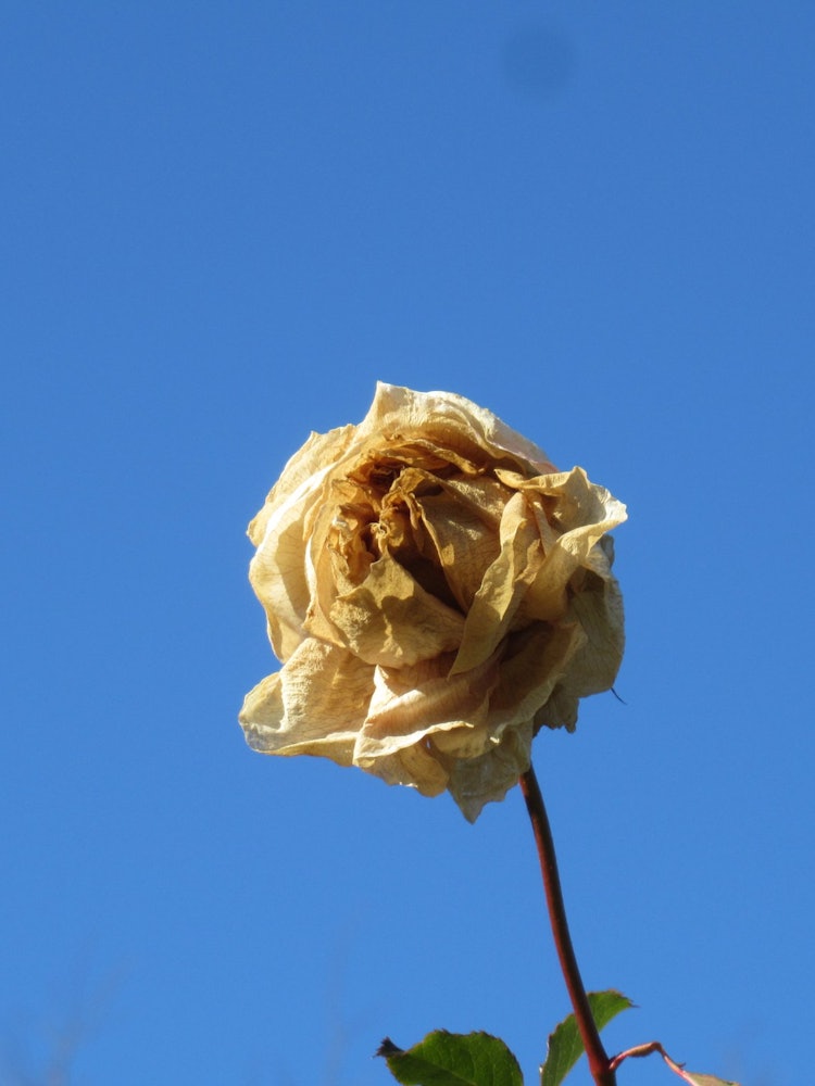 [Image1]FadedDignified flower appearance