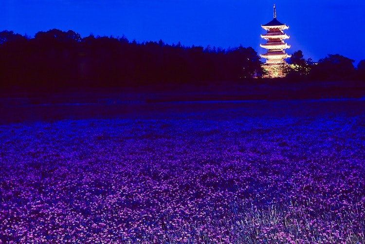 [相片1]岡山縣宗子市的備中分寺。 春天，在五重塔周圍的黃芪田裡盛開著鮮花，五重塔是吉美寺的象徵，非常美麗。