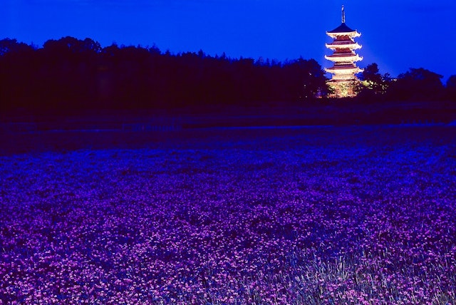 [画像1]岡山県総社市の備中国分寺。 春には吉備路のシンボル五重塔の周りのレンゲ畑に花が咲き、とても綺麗です。