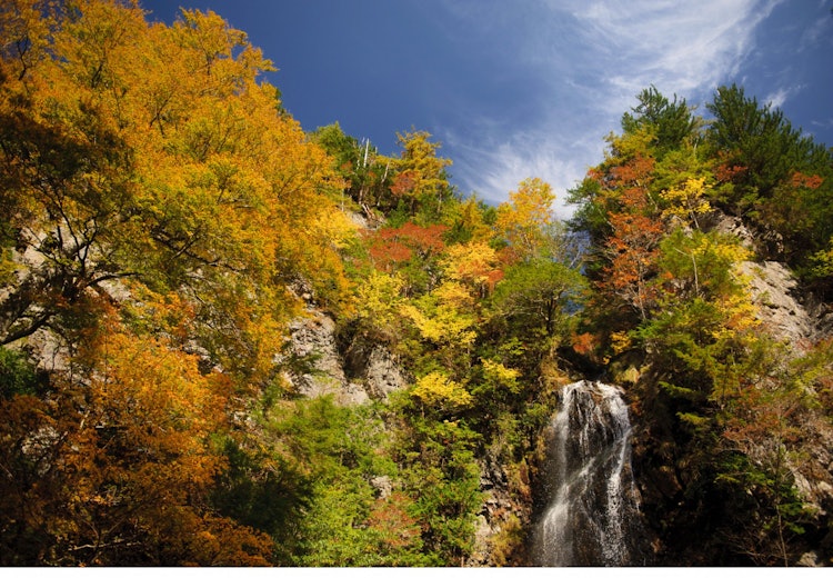[相片1]它是奈良縣川上村的三船瀑布。 冬天的冰瀑很美妙，但秋天的樹葉也很壯觀。