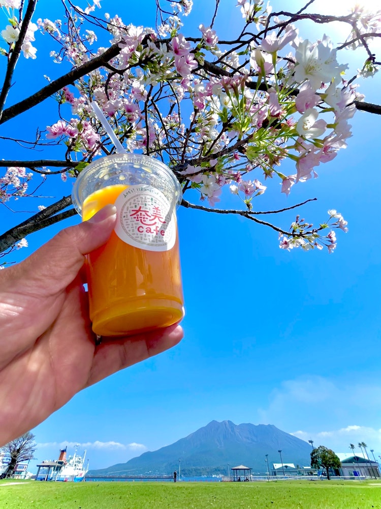 [이미지1]간질즙, 벚꽃과 사쿠라지마와 함께 🤗키친 카 아마미 카페의 간질 주스 등을 구입하고 가고시마의 상징 인 사쿠라지마를 보면서 워터 프론트 공원의 벚꽃 아래에서 점심 시간을 🥰 보내십