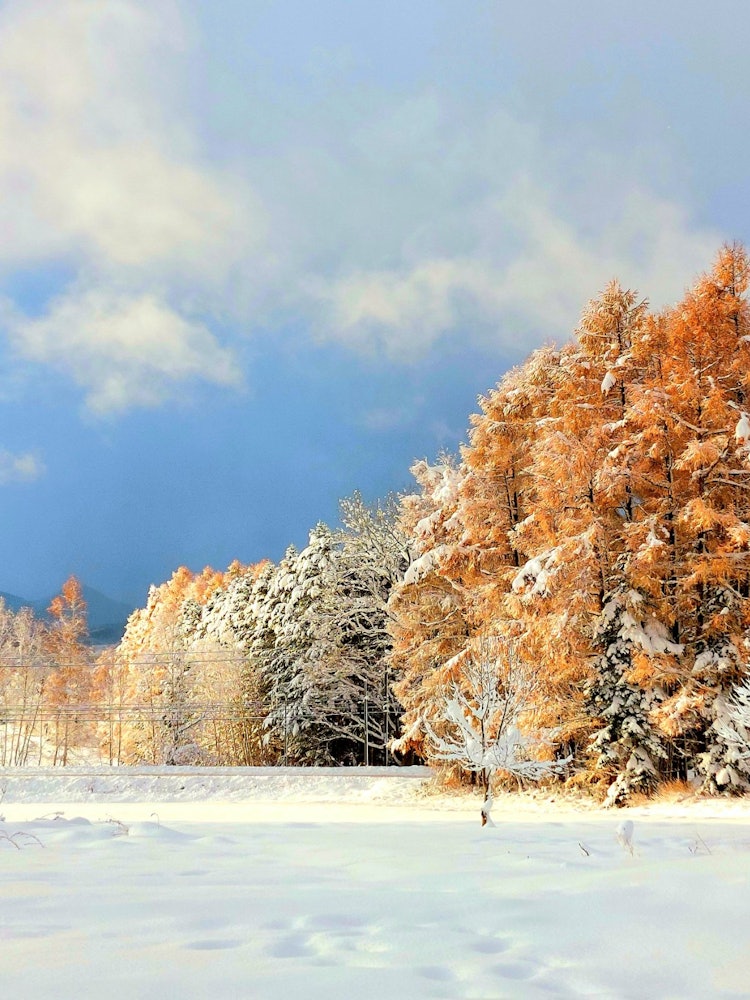[Image1]To the south of our house, the snow fell softly on the autumn leaves of the deciduous pines (^^)The 