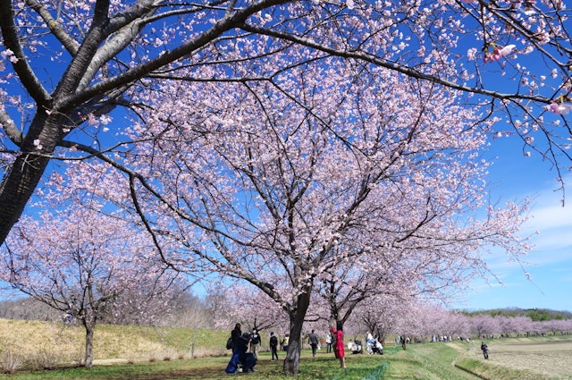 [画像1]埼玉県北坂戸北浅羽桜堤公園 美しい曲線の安行桜並木が続きます。