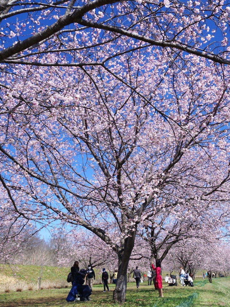 [Image1]Saitama Prefecture Kitasakado Kita-Asaba Sakurazumi Park A row of Angyo cherry blossom trees with be
