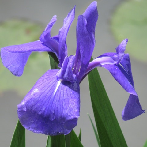 [Image1]The season of irises has come