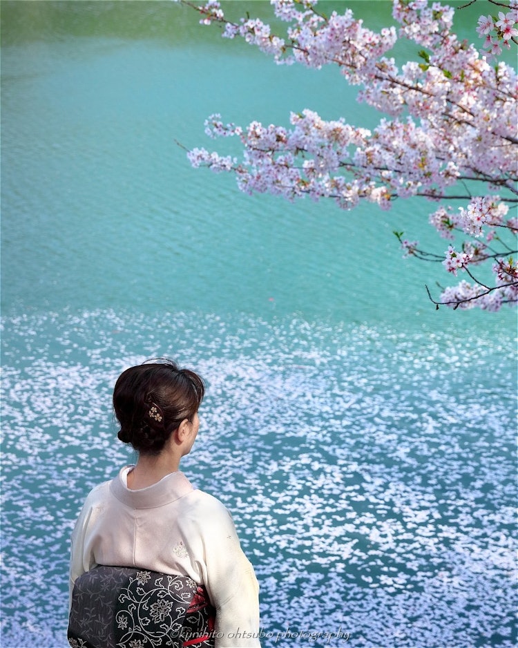 [相片1]「樱花筏」地点名称：香川县＊樱花花瓣散落在湖边。樱桃色的地毯漂浮在美丽的翠绿色湖面上，是一道美妙的景象。