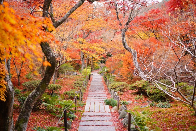 [相片1]它是京都岚山的一座法学院寺庙。虽然是一个小花园，但鹅卵石小径和红叶隧道值得一看。