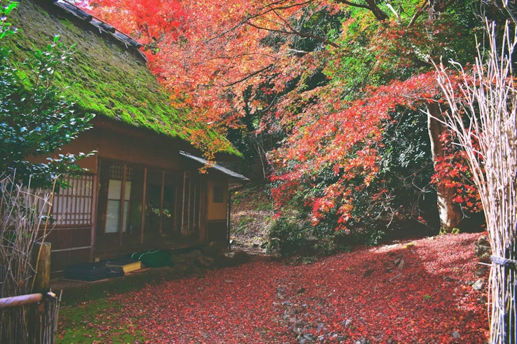 [画像1]秋は違った魅力があり、伝統的なモミジガーデンはとても美的に見えます。自然は季節ごとに非常に多くの色合いを持っており、お互いを比較することはできません。これは私たちが旅行を通して経験できる最高のことだと