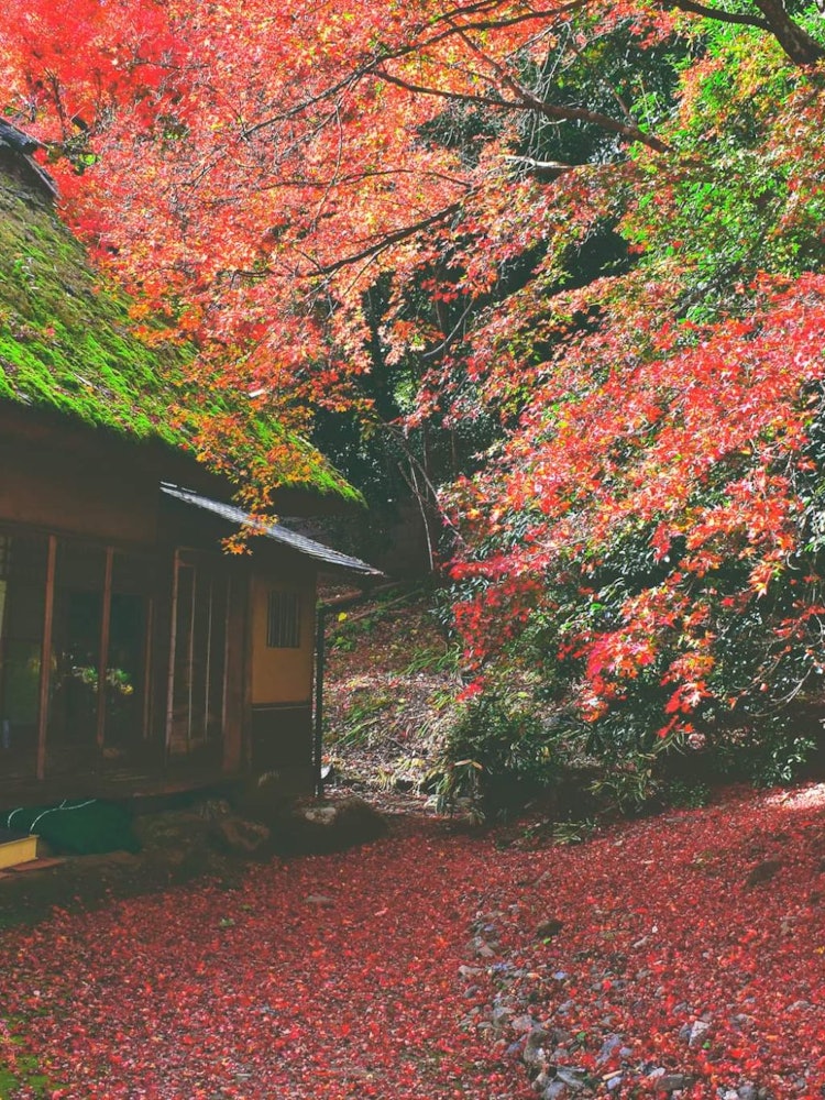 [Image1]Autumn has a different kind of charm and traditional momiji garden looks so aesthetic. Nature has so