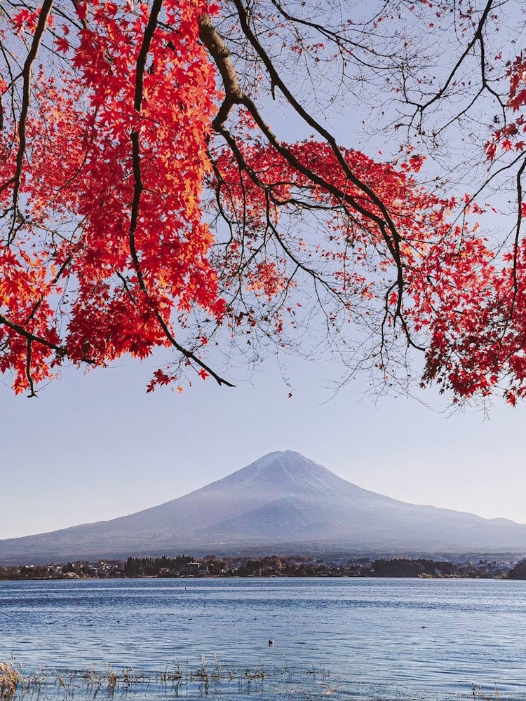 [相片1]一個簡單而有力的作品，有堅實的紅色秋葉和來自河口湖岸邊的富士山。