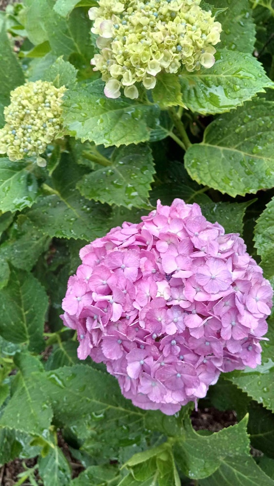 [画像1]仕事の帰りに、朝、近くの公園で紫色の紫陽花が咲いていました。 ブルーも良いですがバイオレットも素晴らしいですね。