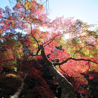 [Image1]Naritasan Park Gradation of shining autumn leaves