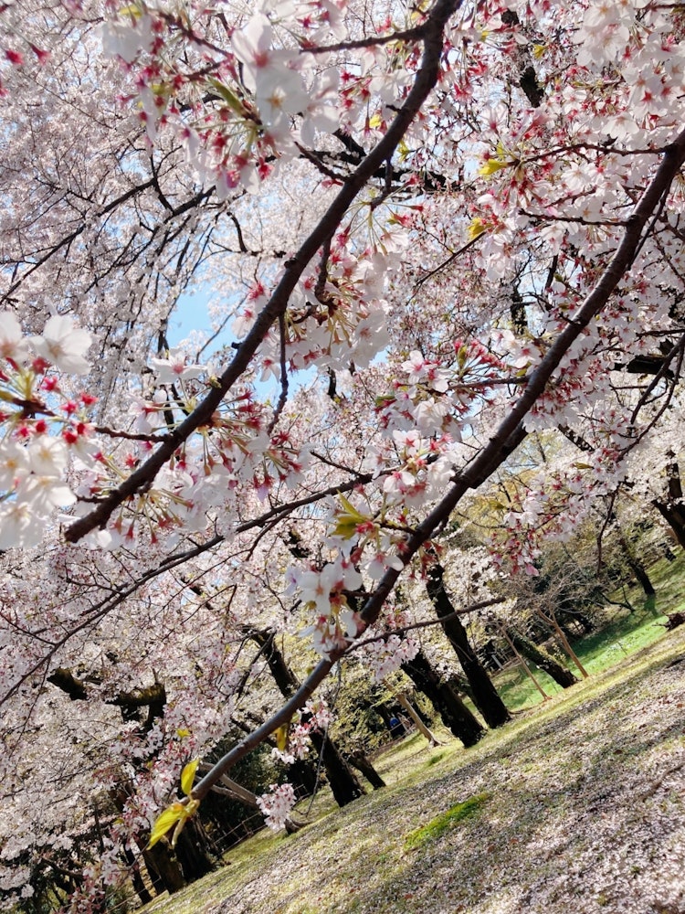 [Image1]Cherry blossoms in full bloom in Yoyogi Park