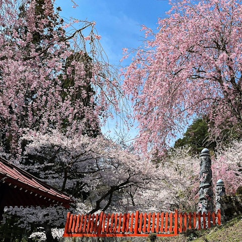 [画像1]こんにちは☺️ジュエリータウンです！ 暖かくなり、散策日和の日が続いてます🌳金櫻神社では、桜が満開に咲き、これから淡い黄金味を帯びた御神木の鬱金桜が咲きはじめます🌸✨✨見頃は4月下旬頃で、GW頃までき