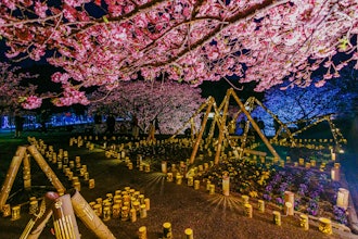 [相片2]第26屆南方的櫻花和油菜花節2/17 夜櫻燈，夜櫻竹燈拍攝者： Otsuka Tokiya