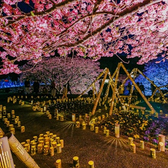 [Image2]The 26th Minami Cherry Blossom and Rape Blossom Festival2/17 Night Cherry Blossom Light Up, Night Ch