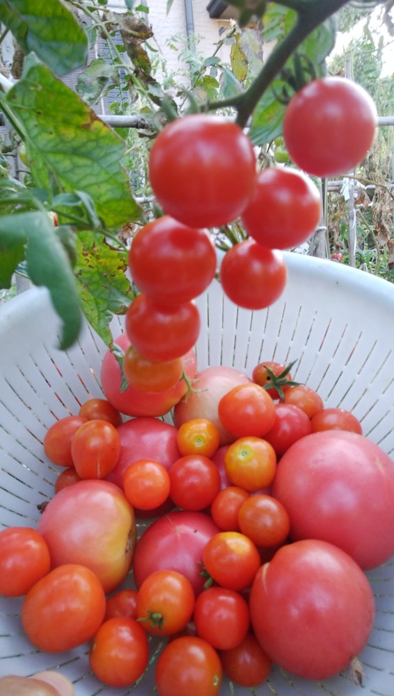 [이미지1]대형, 중형 및 소형 토마토가 광택있게 자랐습니다. 맛도 훌륭합니다.