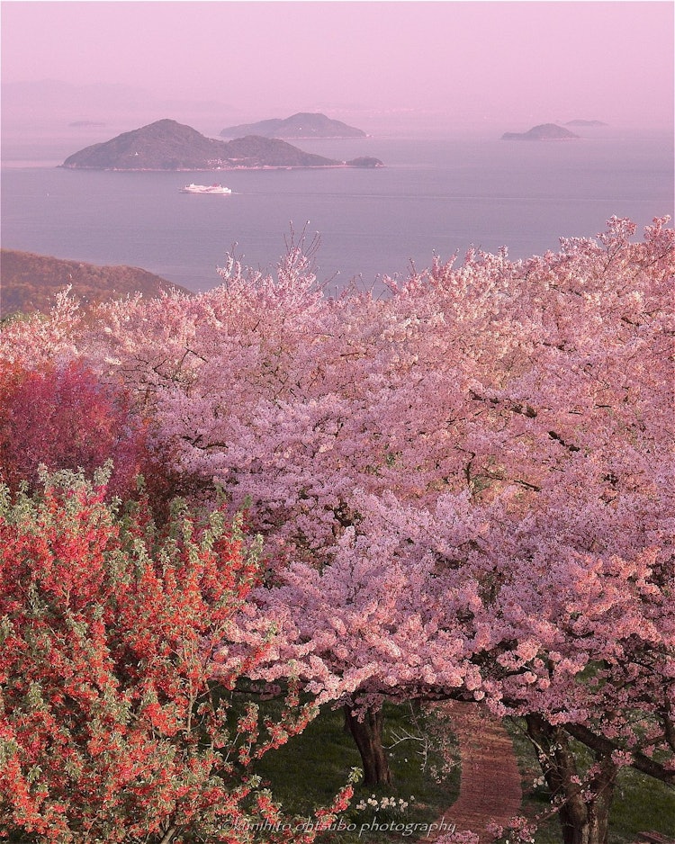 [画像1]「Paradise of Seto Inland Sea」location : 香川県三豊市・紫雲出山＊～瀬戸内の楽園～世界の絶景にも選ばれた紫雲出山の美しい桜景色。