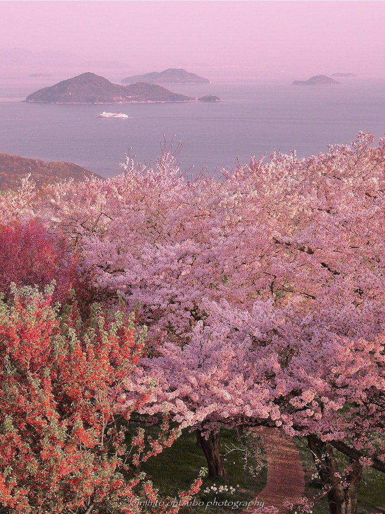 [Image1]「Paradise of Seto Inland Sea」Location : Mitoyo City, Kagawa Prefecture, Mt. Shiude＊~Paradise of the 