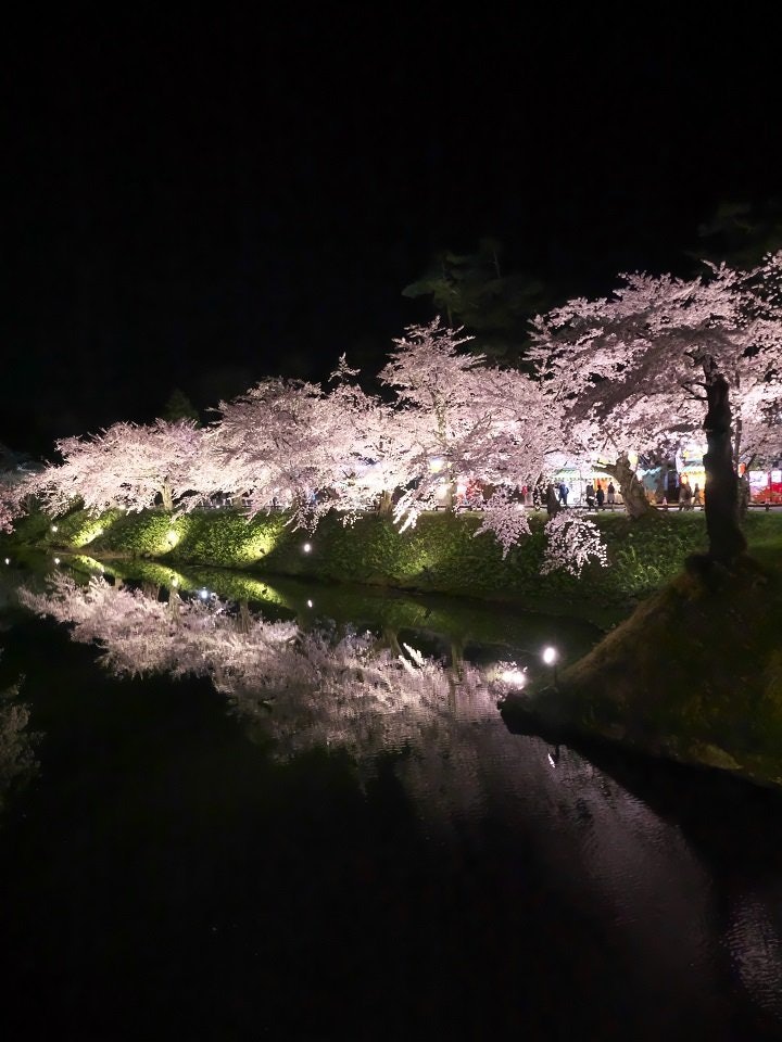 [Image1]It is a row of cherry blossom trees in the inner moat of Hirosaki Park, Aomori Prefecture, lit up at