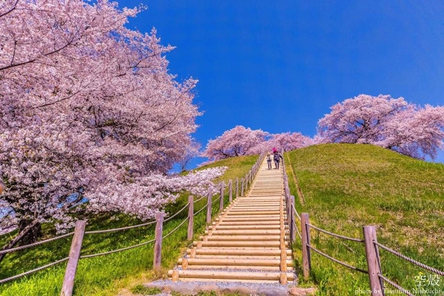 [Image1]It is a Sakitama burial mound in Saitama Prefecture colored by cherry blossoms and a splendid blue s