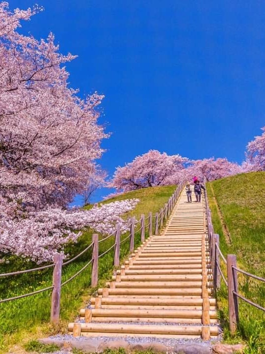 [相片1]它是埼玉縣的墳丘，被櫻花和燦爛的藍天所染。 我來過這裡幾次，但這一天萬里無雲，令人耳目一新😄。