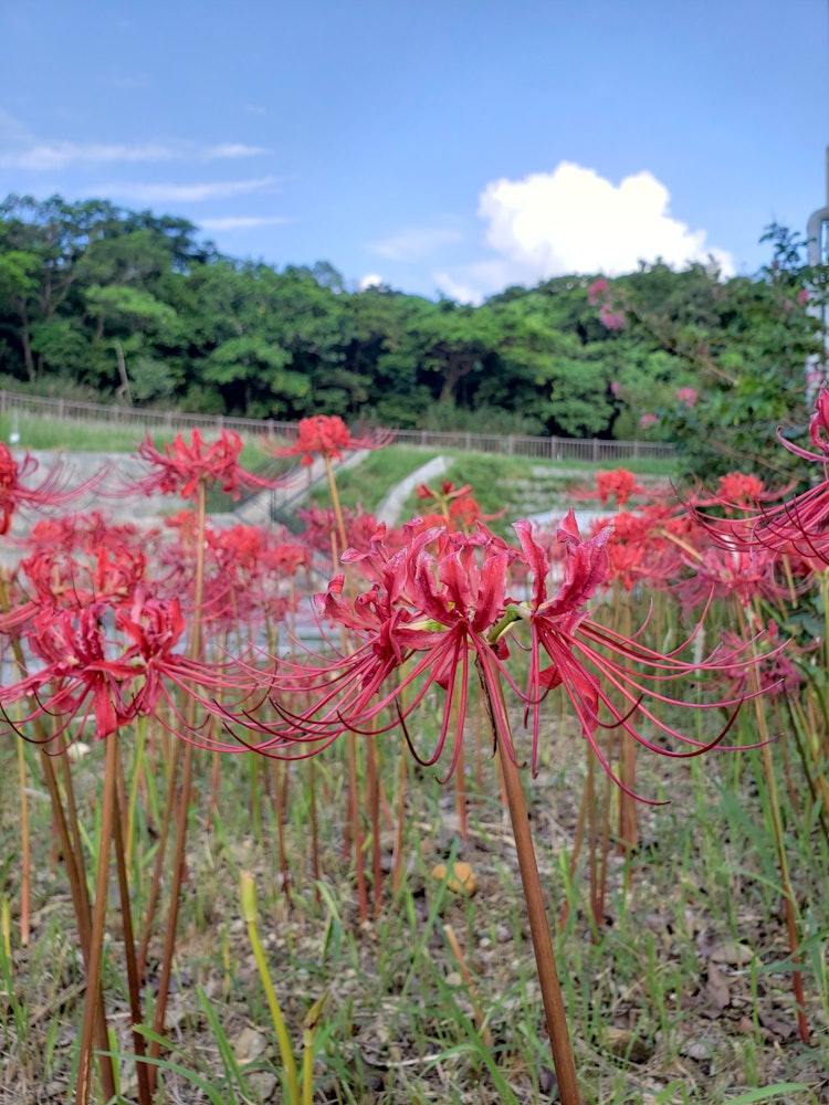 [Image1]red spider liliies.Red flowers on blue sky.It's beautiful.