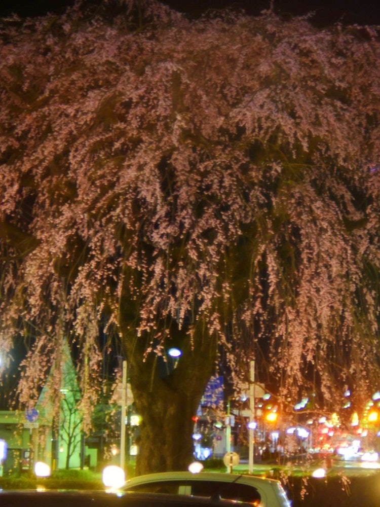 [Image1]The weeping cherry blossoms at the nearest station