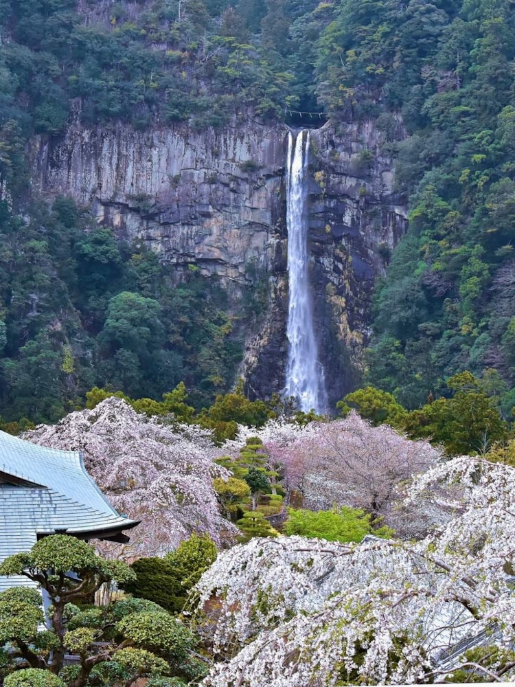 [Image1]Nachi falls is a world heritage site. It looks very beautiful all year round but spring might be bes