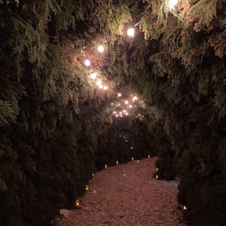 [画像2]【箱根強羅公園】クリスマスイルミネーション「森のトンネル」開催中！クリスマスに合わせて園内のイベント館でクリスマスツリーのイルミネーション「森のトンネル」を開催しています。同イベントは１２月２５日（月