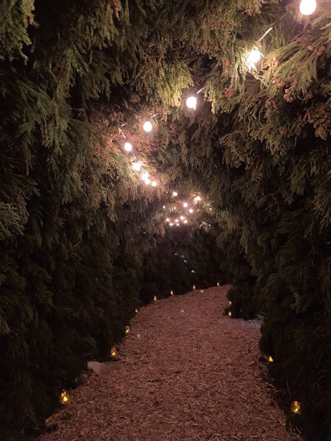 [画像2]【箱根強羅公園】クリスマスイルミネーション「森のトンネル」開催中！クリスマスに合わせて園内のイベント館でクリスマスツリーのイルミネーション「森のトンネル」を開催しています。同イベントは１２月２５日（月
