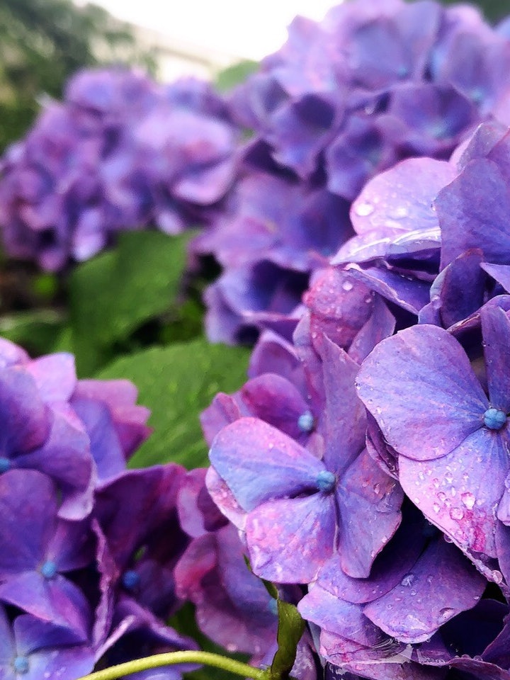 [Image1]This is a photo of hydrangea taken in Kajo Park in Yamagata Prefecture. You can enjoy different scen