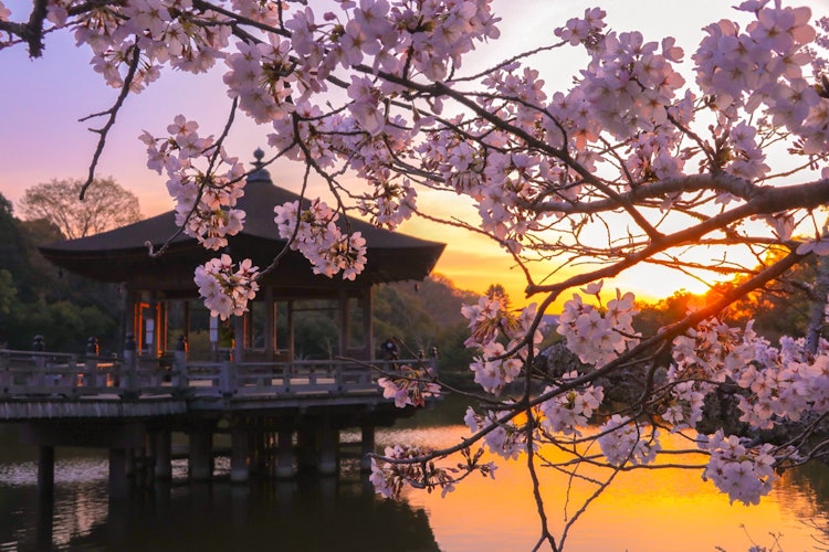 [Image1]Taken with the sunset in the background, it is the floating hall and cherry blossoms in Nara Park.It