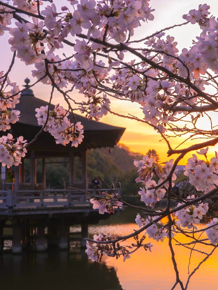 [Image1]Taken with the sunset in the background, it is the floating hall and cherry blossoms in Nara Park.It