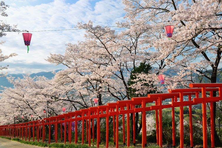 [画像1]和歌山県橋本市にある丸高稲荷神社の鳥居と桜、大勢の花見客でにぎわう前に急いで撮影しました。