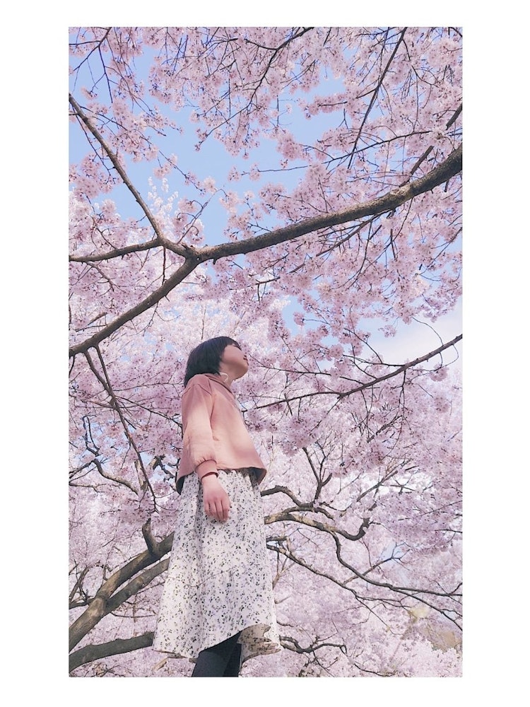 [Image1]Going out with my cousin and enjoying the cherry blossoms in full bloom in Nagano Prefecture