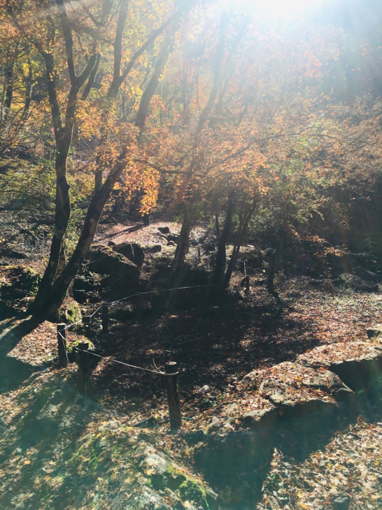 [画像1]秋に観た綺麗な紅葉です。#絶景 #フォトコンテスト